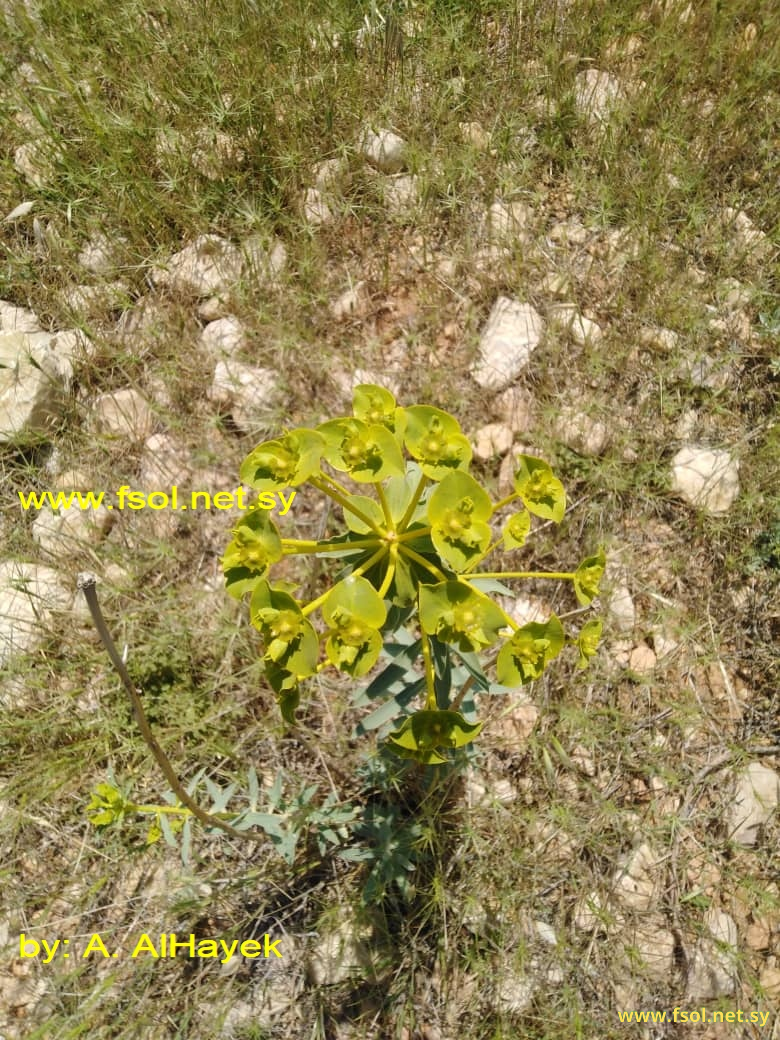 Euphorbia macroclada Boiss.